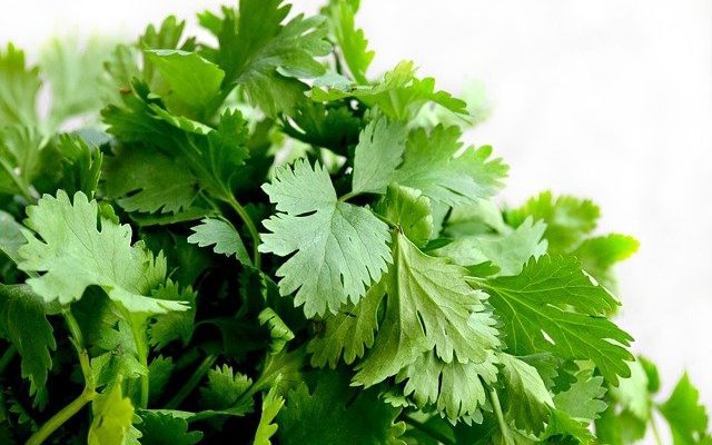 <center> What is Cilantro Used for in Thai Food? </center>