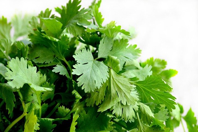 <center> What is Cilantro Used for in Thai Food? </center>