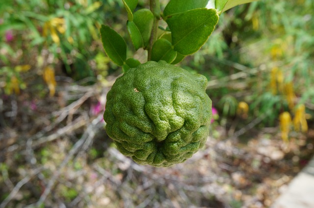 <center> What’s the Difference? Kaffir Lime vs Lime </center>
