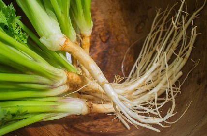 <center> What is Coriander Root? </center>